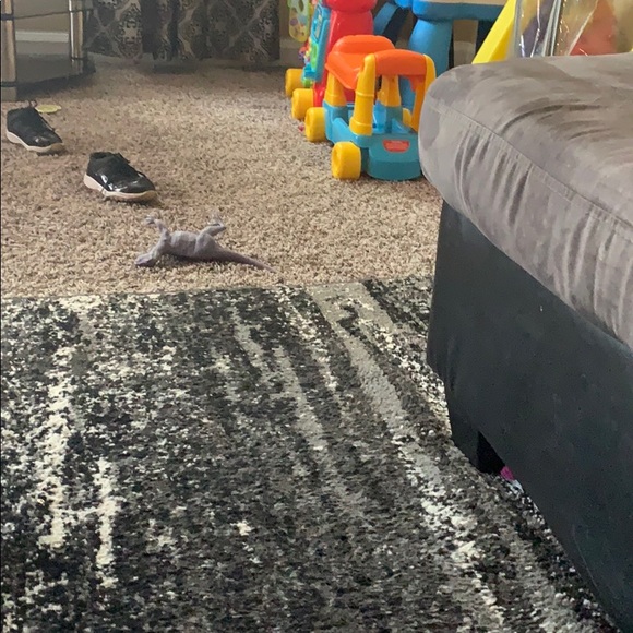 Meet your Posher, Javanni - Picture 1 of 1